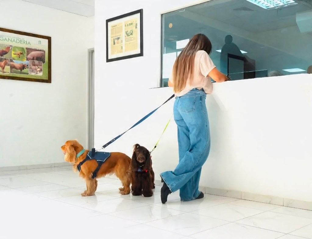 𝗗𝗜𝗚𝗘𝗚𝗔 𝘁𝗿𝗮𝗻𝘀𝗳𝗼𝗿𝗺𝗮 𝘆 𝗮𝗴𝗶𝗹𝗶𝘇𝗮 𝗲𝗹 𝗽𝗿𝗼𝗰𝗲𝘀𝗼 𝗽𝗮𝗿𝗮 𝘃𝗶𝗮𝗷𝗮𝗿 𝗰𝗼𝗻 𝗺𝗮𝘀𝗰𝗼𝘁𝗮𝘀